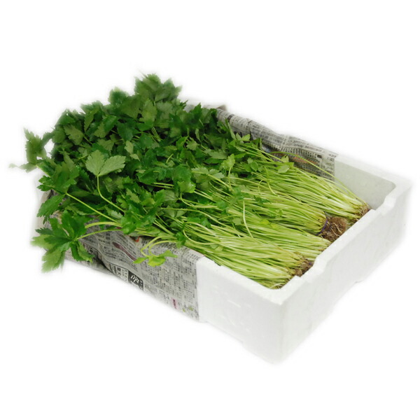 ＜箱売り＞　三つ葉（みつば）　1箱（２０束入り）　福岡産＜業務用・大量販売＞＜RCP＞