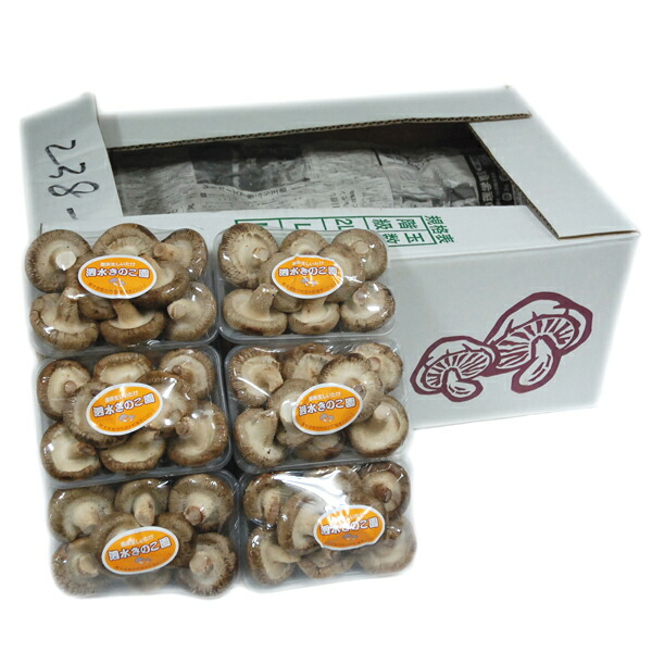 BlueWave 野口智哉 ユニフォーム Lサイズ