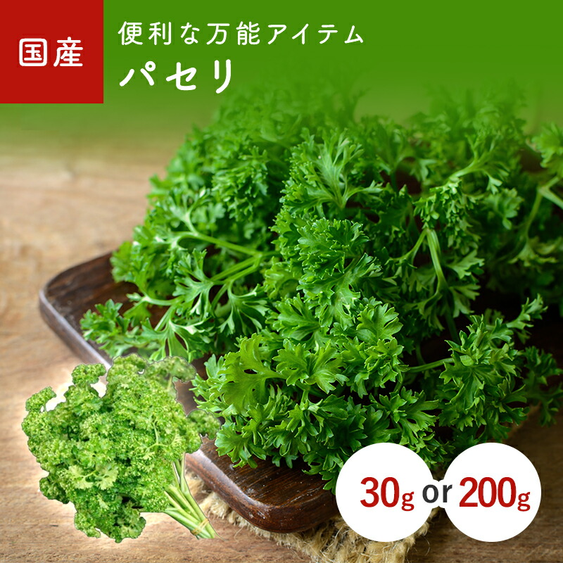最後の1点カラー パセリ parsley クリーム 最後の1点カラー パセリ