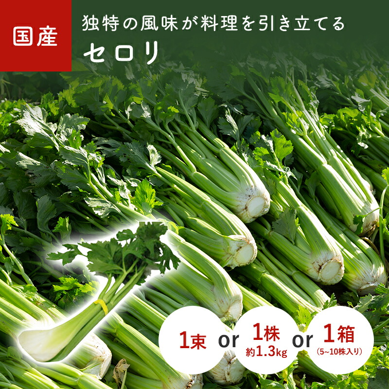 楽天市場】＜箱売り＞ セロリ 1箱（5〜10株入り） 長野産・熊本・福岡