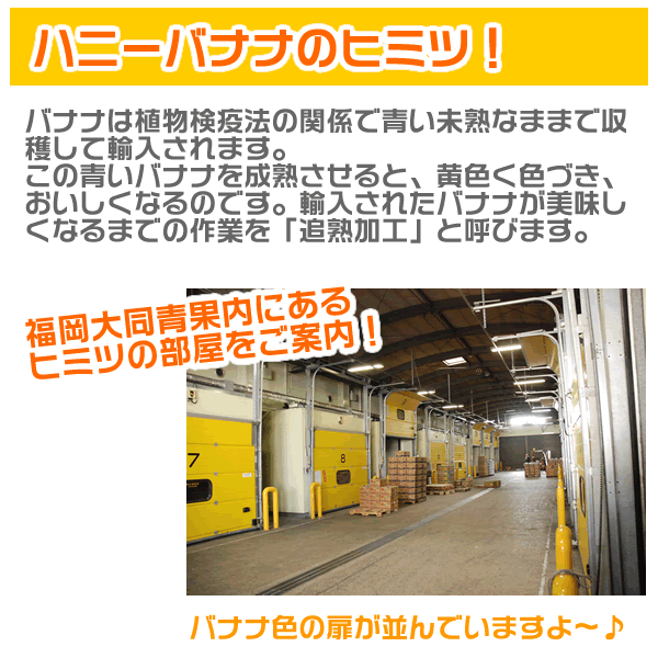 【箱売り】ハニーバナナ(バナナ)1箱(約12kg/4〜5房)エクアドル産みんな大好き甘いバナナ!!【業務用・大量販売】【RCP】