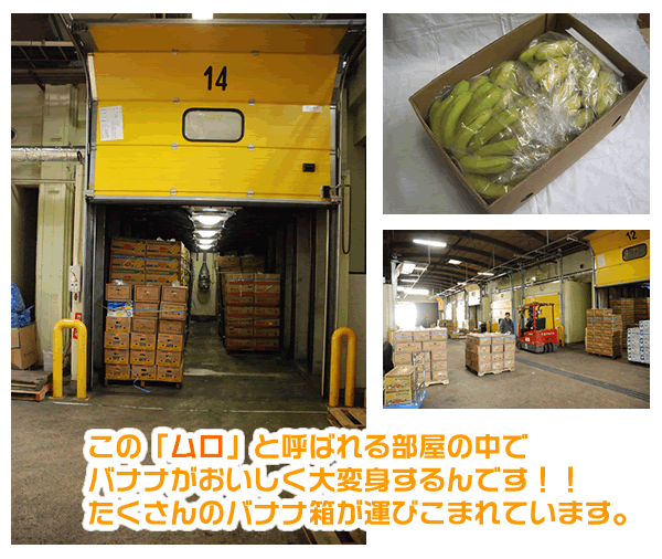 【箱売り】ハニーバナナ(バナナ)1箱(約12kg/4〜5房)エクアドル産みんな大好き甘いバナナ!!【業務用・大量販売】【RCP】
