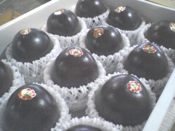 熱りフルーツ ほとんど 睾丸 玉勘定 九州 熊本 沖縄 宮崎 鹿児島作 Dhomo It