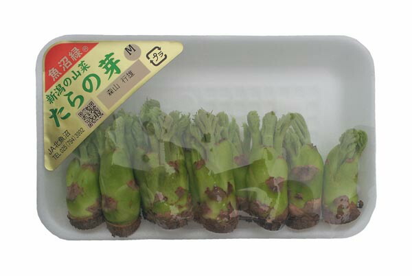 kantora ✱クール便✱タラの芽1キロ、こごみ1キロ タラの芽こごみ 天然北海道 kantora ✱クール便✱タラの芽1キロ、