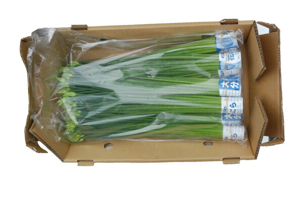 花にら（花ニラ）　１０束　１箱｜大津留青果 8,140円