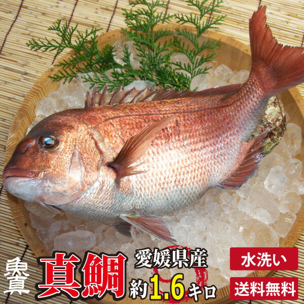楽天市場】【徳力本店 公式】[純金製 触れる置物 伊勢海老]純金