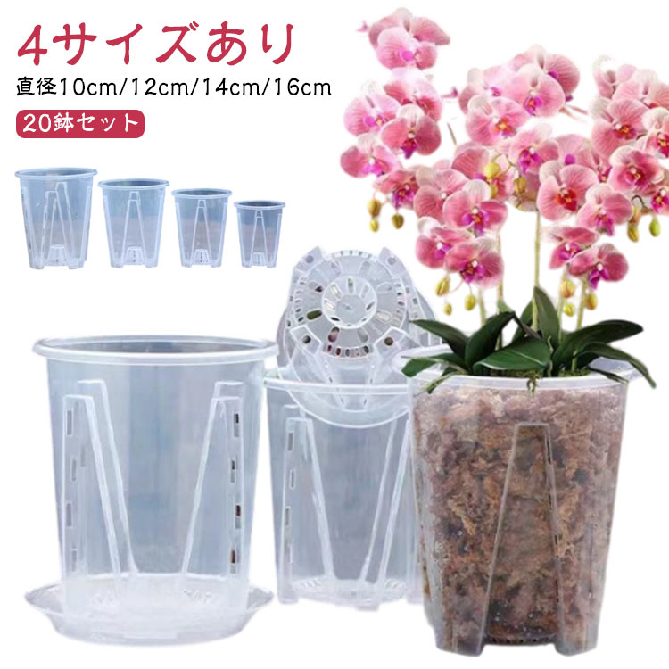 2022 24実生苗セットi 4センチポット 2024実生苗セットi⚠️ 4センチポット