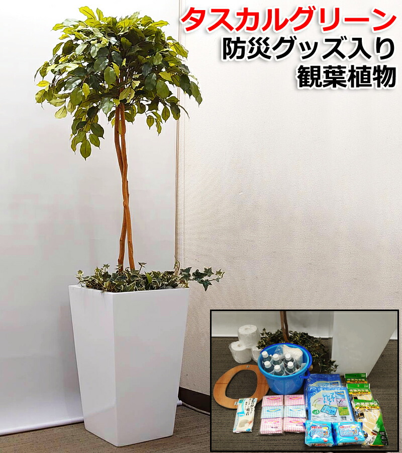 防災グッズ入り観葉植物 防災用トイレ 送料無料 ベンジャミン タスカルグリーン 防災関連グッズ 簡易トイレ 光触媒 防災セット 高さ170cm 消臭効果 空気清浄 防カビ 高さ170cm 防汚 抗菌 抗ウィルス マイナスイオン 防災対策 災害対策 防災用トイレ 非常用トイレ