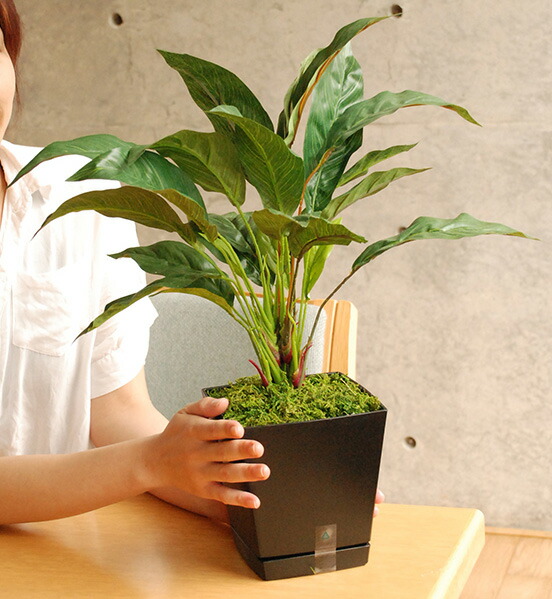 楽天市場】観葉植物 光触媒 スパティフィラム 高さ50cm インテリア