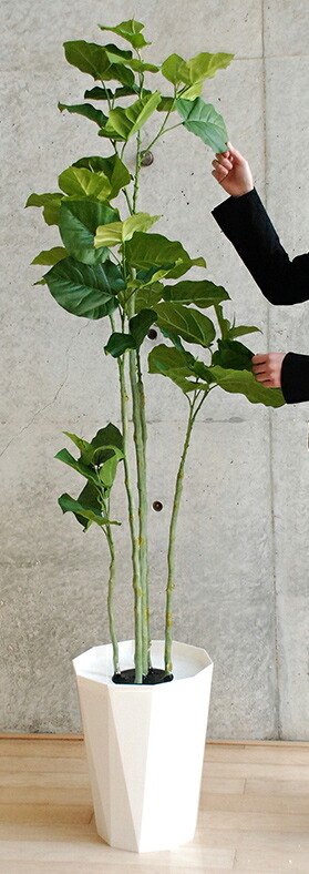 送料無料 観葉植物 インテリア 造花 光触媒 人工観葉植物 人工樹木 オフィス用 光触媒加工済み ウンベラータ 5本立H1780mm 光触媒スプレー付き｜オフィス家具のオフィスパートナー