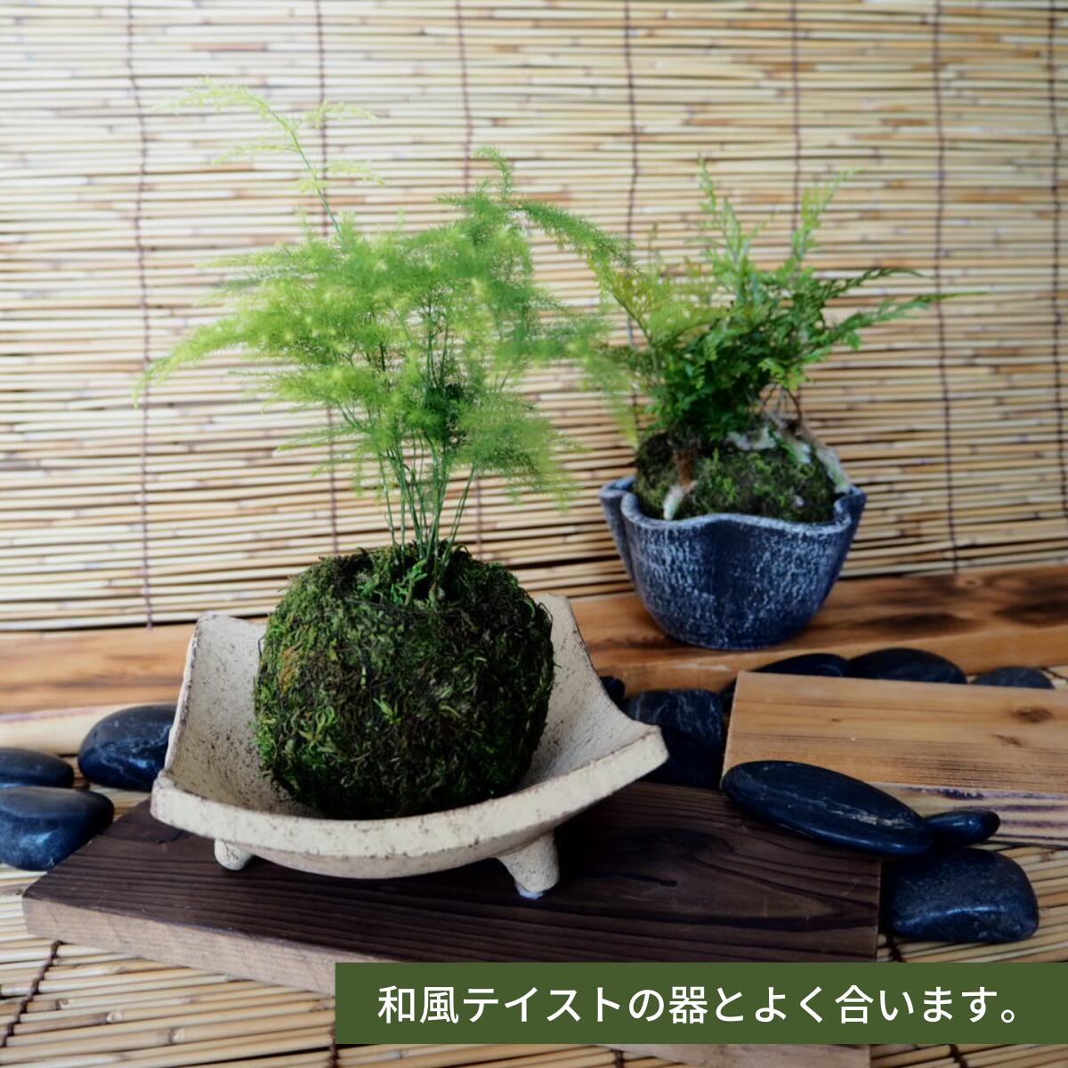 市場 こけ玉 8cm アレンジ 園芸資材 単品 簡単 お手軽 手作り