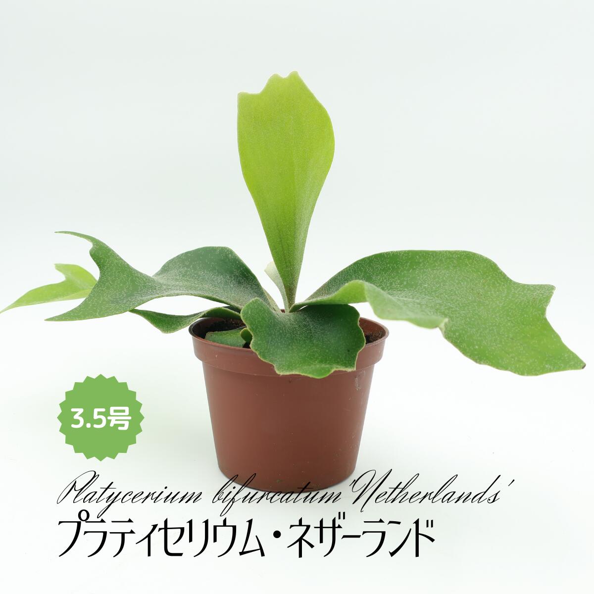 楽天市場】プラチセリウム グランデ Platycerium grande 原種 木付き