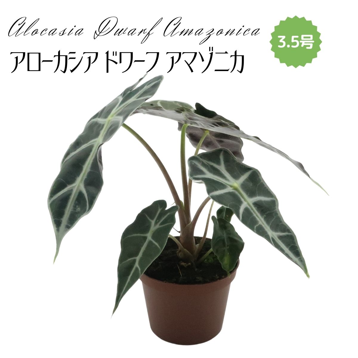 楽天市場】超お得セット！送料無料 アロカシア 5品種 おまかせセット