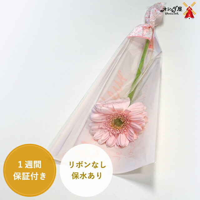 いま(A4額付きフラワー　ラッピング 楽天市場】☆ガーベラ☆1本ラッピング☆保水あり（500〜999本の注文