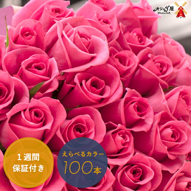 楽天市場 ゴージャス 色がえらべる バラ１００本の花束 品質保証 送料無料 薔薇 ブーケ 誕生日 結婚記念日 お祝い 還暦 赤 ピンク 黄色 ギフト バラ１００本花束 いい夫婦の日 プロポーズ オランダ屋