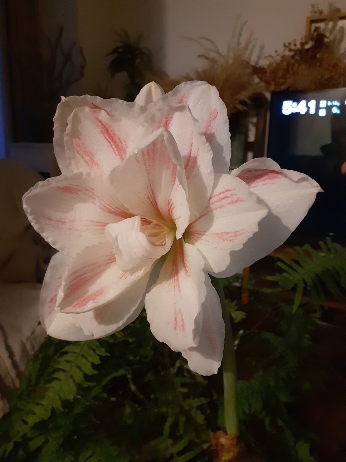 水のいらない アマリリス マジックアマリリス の 球根 12月10日以降