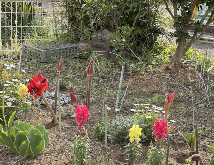 水のいらない アマリリス マジックアマリリス の 球根 12月10日以降