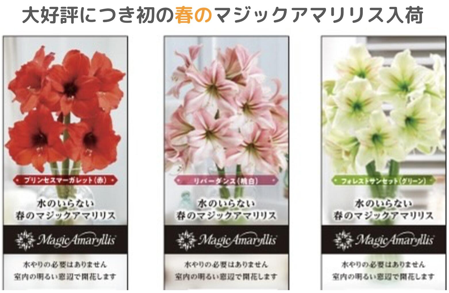 楽天市場】【現品発M3028】ジャンボアマリリス カリスマ 6号