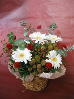 オランダ屋お任せアレンジ Loeschenart Com