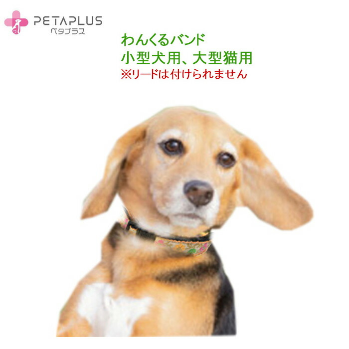 『ペタプラス』で人も愛犬も愛猫もまわり合わせな第四次元を過ごしてください♪