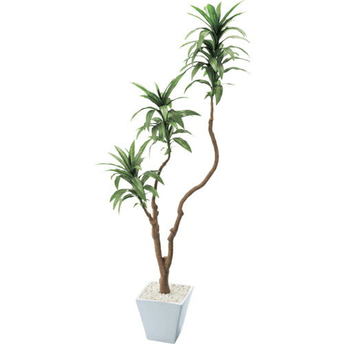 グリーンクロス ドラセナコンパクタポット 全長111cm ( 6300029183 ) (株)グリーンクロス 【メーカー取寄】