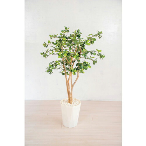 グリーンクロス 人工樹木/人工観葉植物 ガジュマル ( 6300028779 ) (株)グリーンクロス 【メーカー取寄】