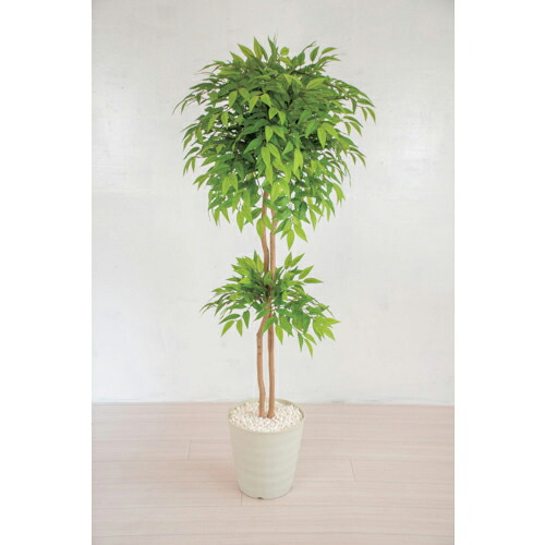 グリーンクロス 人工樹木/人工観葉植物 フランスベンジャミン 150cm ( 6300028768 ) (株)グリーンクロス 【メーカー取寄】