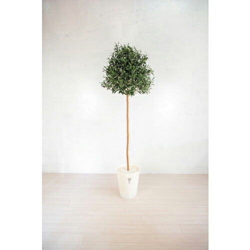 グリーンクロス 人工樹木/人工観葉植物 オリーブ 180cm ( 6300028787 ) (株)グリーンクロス 【メーカー取寄】