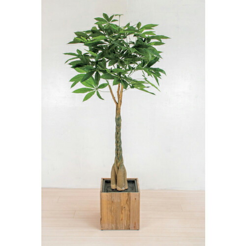 【SALE通貨価値】グリーンクロス 人工あずま屋/人工観葉草木 パキラ ( 6300033755 ) (株)グリーンクロス