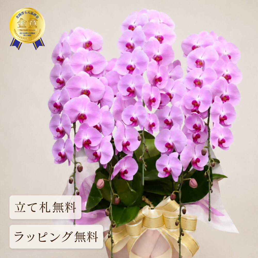 胡蝶蘭 60輪以上 恋姫5本立ち 大輪 花 ギフト ピンク プレゼント 蘭 鉢植え お祝い 開店祝い 開業祝い 開院祝い 就任祝い 竣工祝い 移転祝い 昇任祝い 退職祝い 叙勲祝い 受章祝い 送料無料 2026｜胡蝶蘭の専門店オーキッドハウス