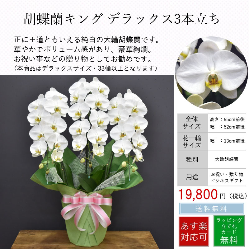 胡蝶蘭キングデラックス3本立ち お祝い 開店祝い 開院祝い 高品質 開設祝い あす楽 ラッピング無料 送料無料 メッセージカード無料 大輪 誕生日 立て札無料 開業祝い 白 花