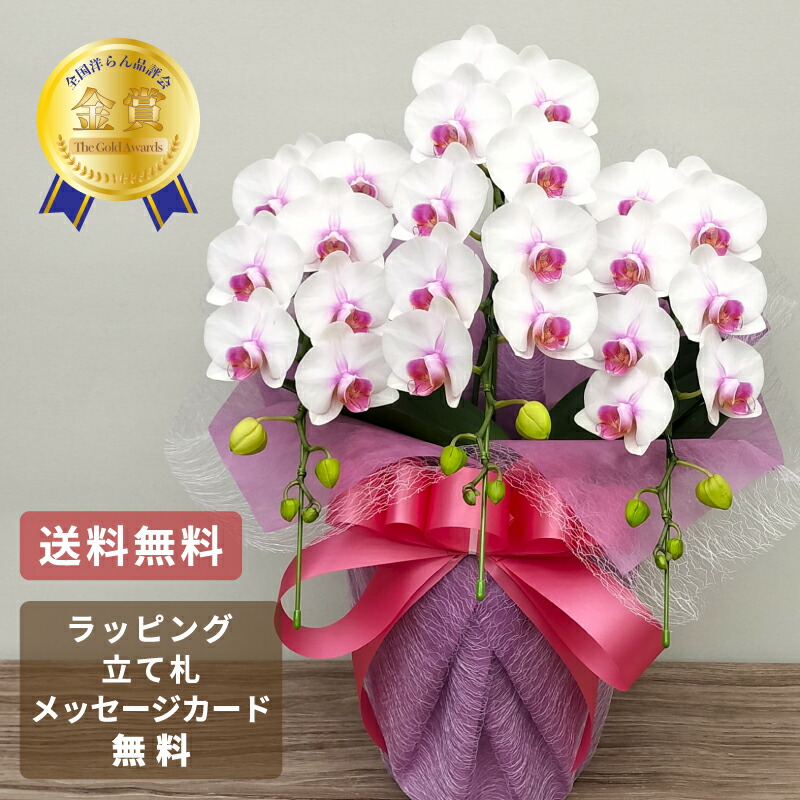 夢見鳥蘭 頬べに 3本立ち 花 祝い事花 夢見鳥蘭 ミニ 差し上げ物 蘭 祝い事花 MIDI 瀬戸もの 鉢植え 紅白 白 祝い事 差し上げ物 母の日 開店祝い事 退社祝い事 開業祝い事 還暦 緑寿 古希 喜寿 傘寿 米寿 卒寿 白寿 百寿 年長 敬老の日 貨物輸送無料 2025