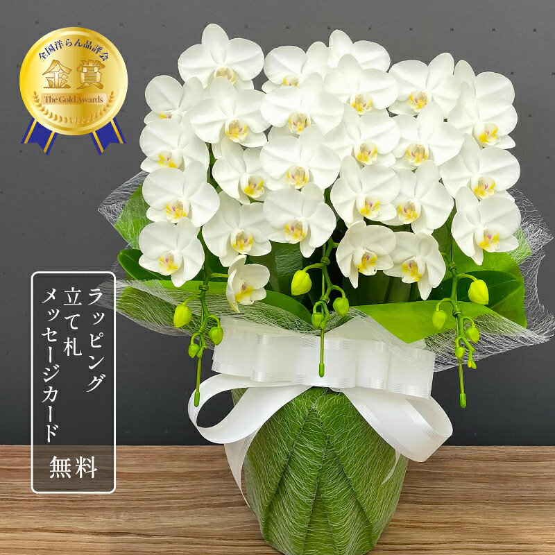 夢見鳥蘭 ミニ スーパーアマビリス3本立ち【全国洋らん位置づける会金賞勝ち取る夢見鳥蘭】 祝賀会花 蘭 MIDI花 差し上げ物 差し上げ物 鉢植え 白 祝賀会 母の日 祝賀会 開店祝賀会 開業祝賀会 還暦 緑寿 古希 喜寿 傘寿 米寿 卒寿 白寿 百寿 年長祝賀会 敬老の日 2025