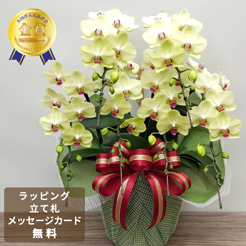 夢見鳥蘭 フォーチュンザルツマンデラックス6本立ち 蘭 MIDI 祝い事花 夢見鳥蘭 瀬戸もの 鉢植え 寄せ植え 花 差し上げ物 差し上げ物 黄味がかった 黄色 祝い事 父の日 母の日 生まれ落ちる日 退社祝い事 開業祝い事 開店祝い事 年長祝い事 還暦 緑寿 古希 喜寿 傘寿 米寿 卒寿 白寿 百寿 貨物輸送無料 2025