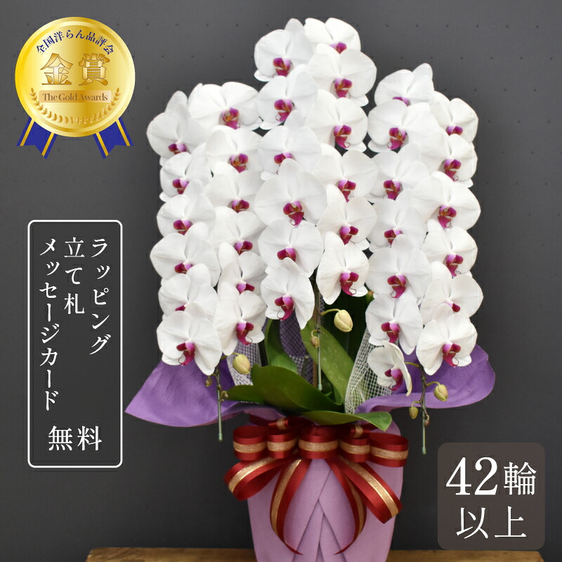 夢見鳥蘭 42輪以上 スノーキッスエクセレント3本立ち 大輪 蘭 花 紅白 差し上げ物 祝賀会 差し上げ物 鉢植え 生まれ落ちる日 年長祝賀会 開店祝賀会 開業祝賀会 開院祝賀会 入会祝賀会 竣工祝賀会 移し替える祝賀会 取り立て祝賀会 退位祝賀会 叙勲祝賀会 受章祝賀会 貨物輸送無料 金賞 2025