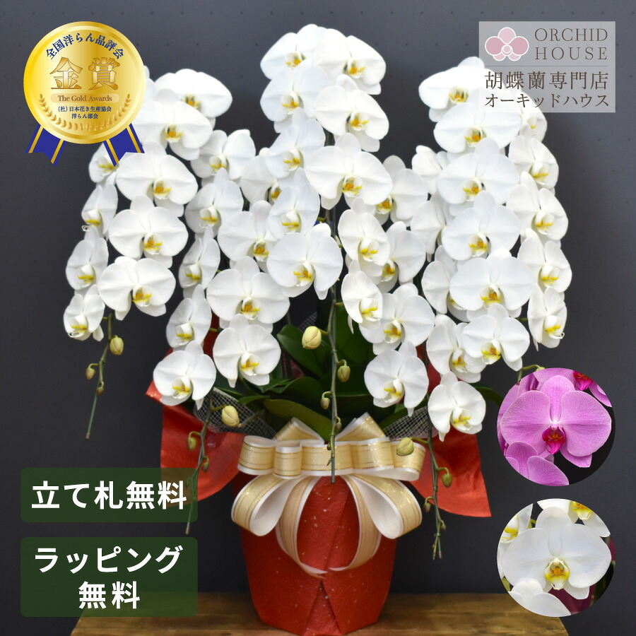 夢見鳥蘭 お供え 大輪 5本立ち 60輪～（白／さくら色／雑ぜ合わせる）祝賀会 開店祝賀会 花 開店祝賀会 開業祝賀会 移し替える祝賀会 入会祝賀会 取り立て 竣工 受章 還暦 退位 夢見鳥蘭専門職店