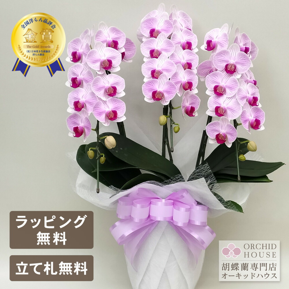 夢見鳥蘭 ミニ オリビア 3本立ち 祝賀会花 花 差し上げ物 さくら色 差し上げ物 鉢植え 蘭 MIDI 祝賀会 父の日 母の日 敬老の日 開店祝賀会 退位祝賀会 開業祝賀会 還暦 緑寿 古希 喜寿 傘寿 米寿 卒寿 白寿 百寿 年長祝賀会 2025