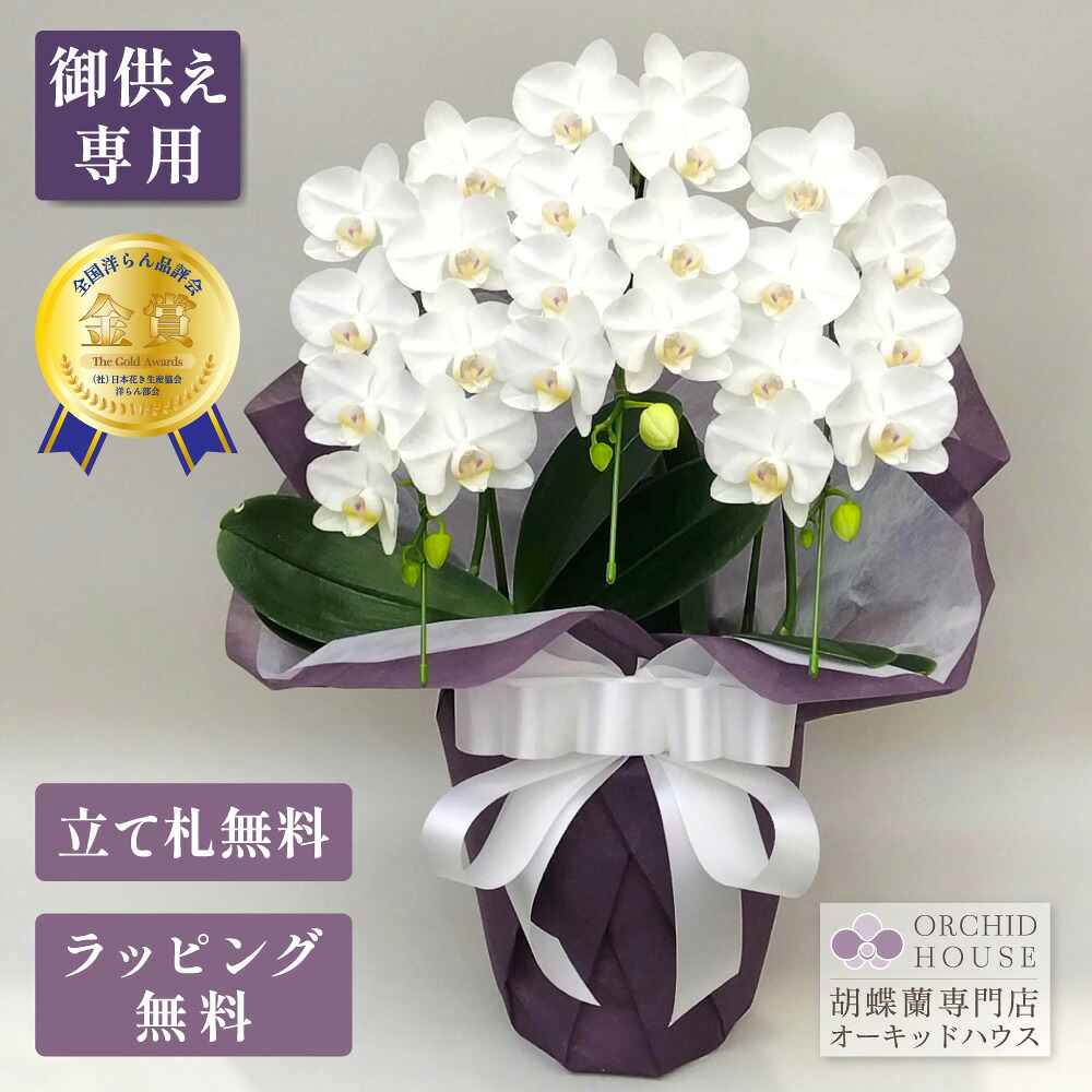 夢見鳥蘭 ミニ スーパーアマビリス3本立ち 夢見鳥蘭 お供え【全国洋らん価値づける会金賞勝ちえる夢見鳥蘭】 花 蘭 MIDI 瀬戸もの 鉢植え 白 お供え花 御盆 新盆 お大悟 法要 命日 貨物輸送無料 金賞 夢見鳥蘭 お供え
