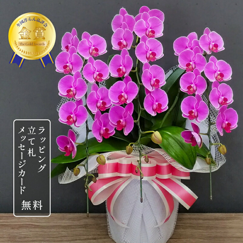 カレン 夢見鳥蘭 ミニ 3本立ち 花 蘭 MIDI 差し上げ物 さくら色 30輪前後 祝賀会花 夢見鳥蘭 祝賀会 差し上げ物 鉢植え 父の日 母の日 開店祝賀会 退位祝賀会 開業祝賀会 還暦 緑寿 古希 喜寿 傘寿 米寿 卒寿 白寿 百寿 年長祝賀会 敬老の日 貨物輸送無料 2025