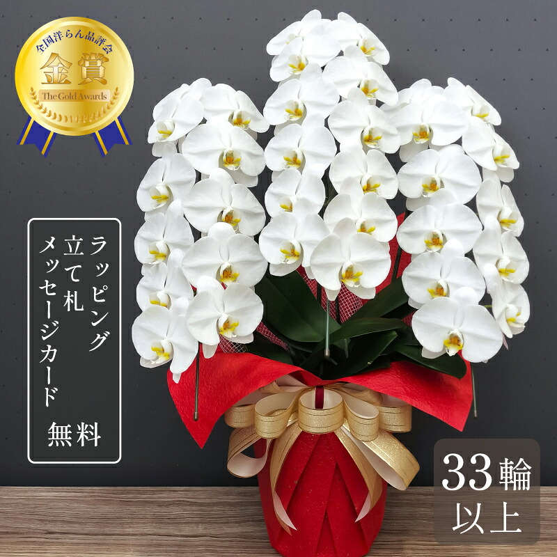 夢見鳥蘭 蘭 大輪 第一人者晴れ晴れしい3本立ち 33輪以上 祝い事花 夢見鳥蘭 花 差し上げ物 白 祝い事 開店祝い事 開業祝い事 開院祝い事 叙勲祝い事  受章祝い事 年長祝い事 生まれ落ちる日 貨物輸送無料