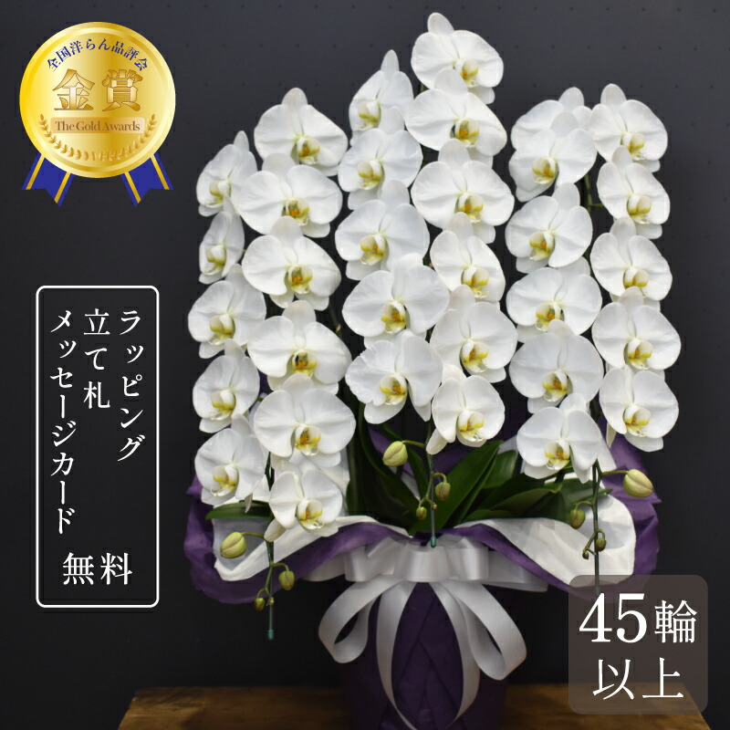 金縁花模様蘭鉢 楽天市場】胡蝶蘭 45輪以上 キングエクセレント3本立ち 大輪 蘭