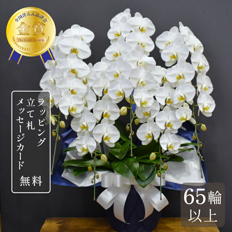 夢見鳥蘭 お供え 65輪以上 キングエクセレント5本立ち お供え 大輪 蘭 花 白 お供え花 鉢植え 御盆 新盆 お涅槃 命日 法要 献上花 貨物輸送無料
