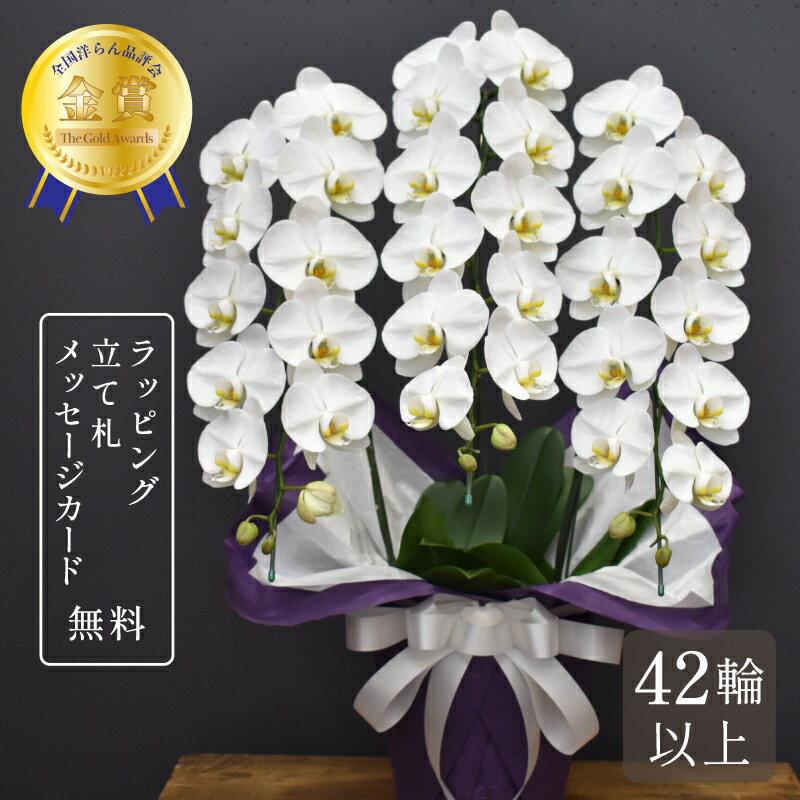 夢見鳥蘭 お供え 42輪以上 キングハイグレード3本立ち 大輪 蘭 花 白 お供え花 鉢植え 御盆 新盆 お覚悟 命日 法要 貨物輸送無料 2025