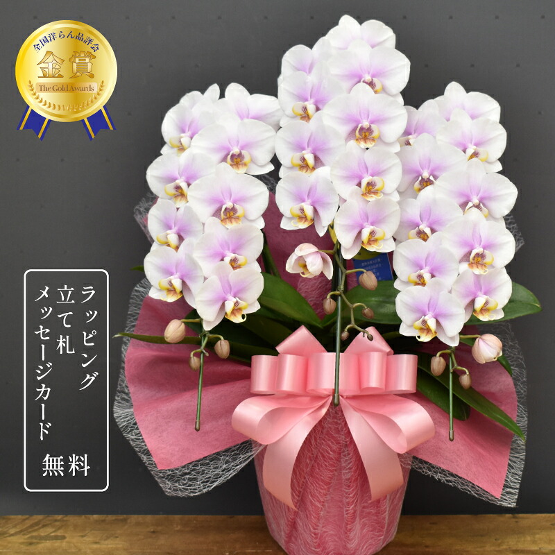 夢見鳥蘭 蘭 MIDI もも姫3本立ち 夢見鳥蘭 ミニ 瀬戸もの鉢植え 祝賀会花 花 差し上げ物 さくら色  祝賀会 父の日 母の日 開店祝賀会 還暦 緑寿 古希 喜寿 傘寿 米寿 卒寿 白寿 百寿 年長祝賀会 貨物輸送無料 2025