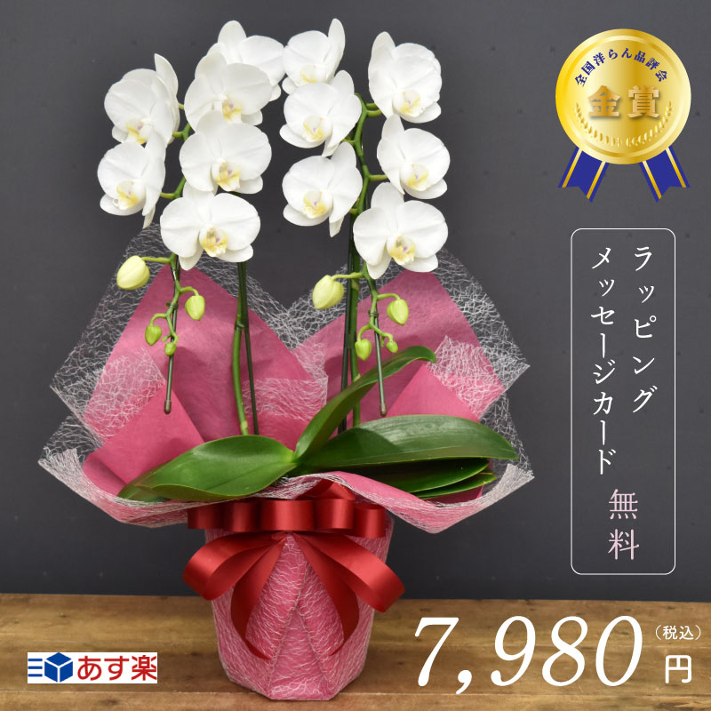 胡蝶蘭スーパーアマビリス2本立ち胡蝶蘭 送料無料 高品質 金賞 お祝い お誕生 退職祝い 開店祝い 開業祝い 敬老の日 還暦 緑寿 古希 喜寿 傘寿 米寿 卒寿 白寿 百寿 季節のイベント 父の日 インテリア 花 白 ミディ メーカー直売