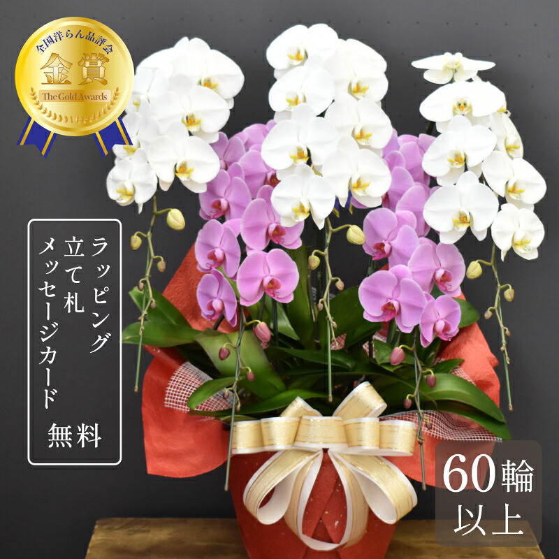 夢見鳥蘭 60輪以上 寄せ植え5本立ち 大輪 蘭 花 白 祝賀会花 夢見鳥蘭 さくら色 差し上げ物 鉢植え 紅白 差し上げ物 祝賀会 開店祝賀会 開業祝賀会 開院祝賀会 入会祝賀会 竣工祝賀会 移し替える祝賀会 取り立て祝賀会 退位祝賀会 叙勲祝賀会 受章祝賀会  貨物輸送無料