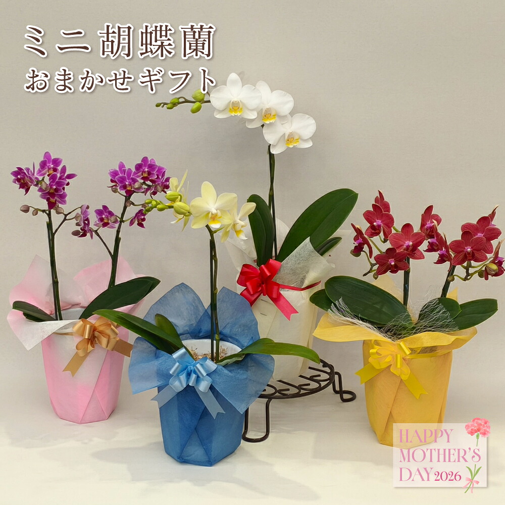 【母の日ギフト】早割 胡蝶蘭 ミニ 1本立ち 2本立ち 生花 鉢花 プレゼント 贈り物 フラワーギフト 母の日2026
