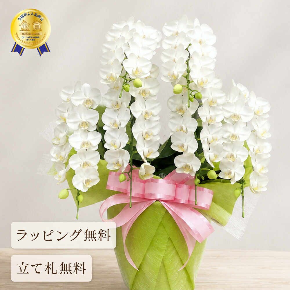 胡蝶蘭 スーパーアマビリス6本立ち 胡蝶蘭 ミニ 蘭 ミディ 花 ギフト プレゼント 鉢植え 寄せ植え 白 お祝い 父の日 母の日 誕生日 退職祝い 開業祝い 開店祝い 長寿祝い 還暦 緑寿 古希 喜寿 傘寿 米寿 卒寿 白寿 百寿 送料無料 2026｜胡蝶蘭の専門店オーキッドハウス