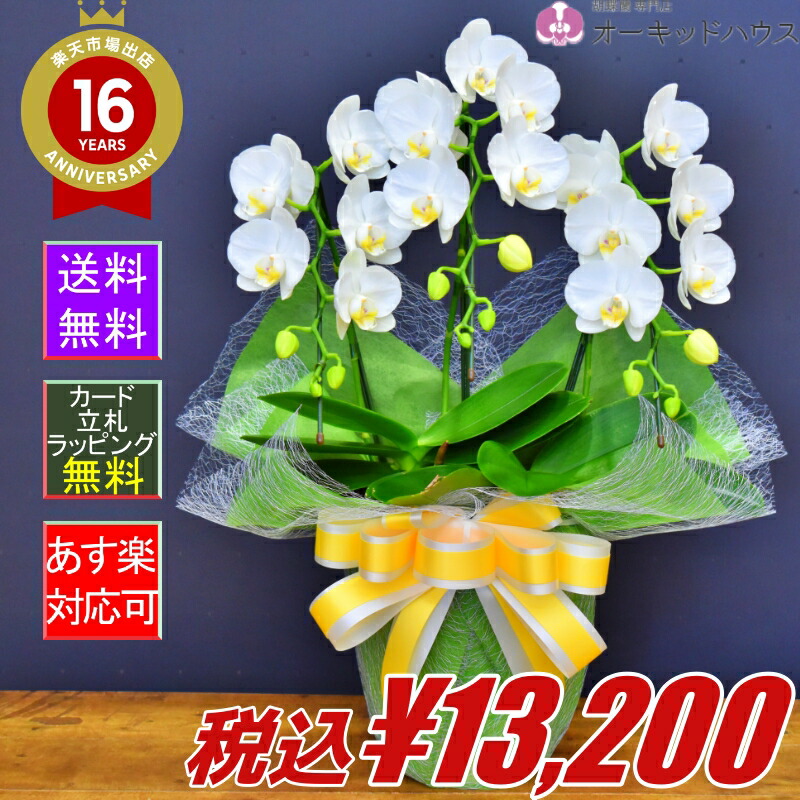 誕生日 立て札無料 胡蝶蘭スーパーアマビリス3本立ち 開設祝い 全国洋らん品評会金賞受賞胡蝶蘭 モテギ洋蘭園の胡蝶蘭 開店祝い 敬老の 日ギフトなどにもおすすめです お祝い 花 観葉植物 お中元 送料無料 新築祝い 楽屋見舞い 開院祝い 誕生日 あす楽 送料無料 誕生日 立て札無料 胡蝶蘭スーパーアマビリス3本立ち 開設祝い 全国洋らん品評会金賞受賞胡蝶蘭 モテギ洋蘭園の胡蝶蘭 開店祝い 敬老の 日ギフトなどにもおすすめです お祝い 花 観葉植物 お中元 送料無料 新築祝い 楽屋見舞い 開院祝い 誕生日 あす楽 送料無料