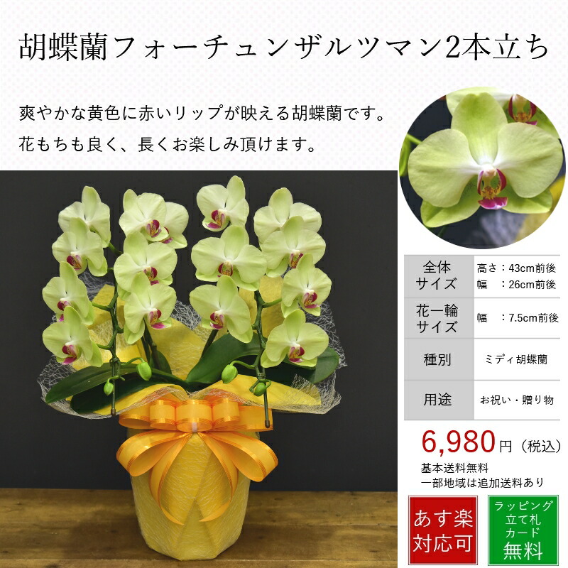 楽天市場 胡蝶蘭フォーチュンザルツマン2本立ち モテギ洋蘭園の胡蝶蘭 全国洋らん品評会金賞受賞胡蝶蘭 誕生日 お祝い各種 胡蝶蘭の専門店オーキッドハウス 楽天市場 胡蝶蘭フォーチュンザルツマン2本立ち モテギ洋蘭園の胡蝶蘭 全国洋らん品評会金賞受賞胡蝶蘭 誕生日 お祝い各種 胡蝶蘭の専門店オーキッドハウス